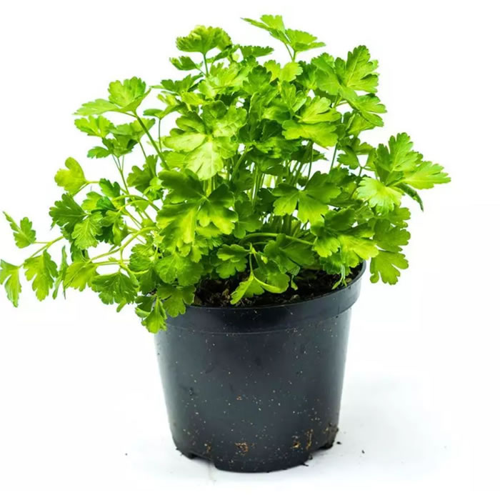  Persil plat bio