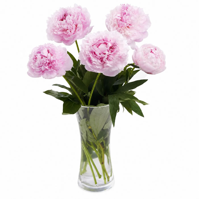 FLEUR Bouquet de pivoines