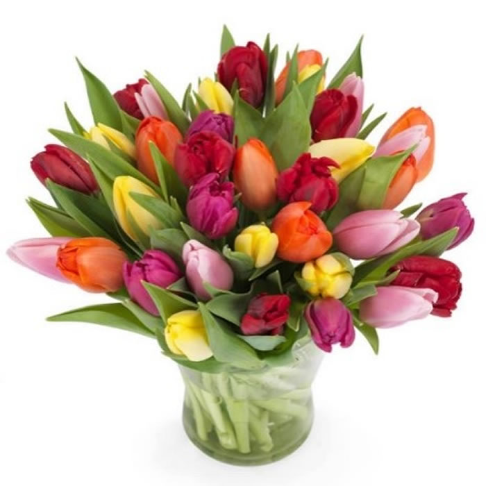 FLEUR Bouquet de tulipes arlequins