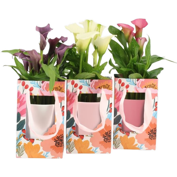 FLEUR Calla en pot