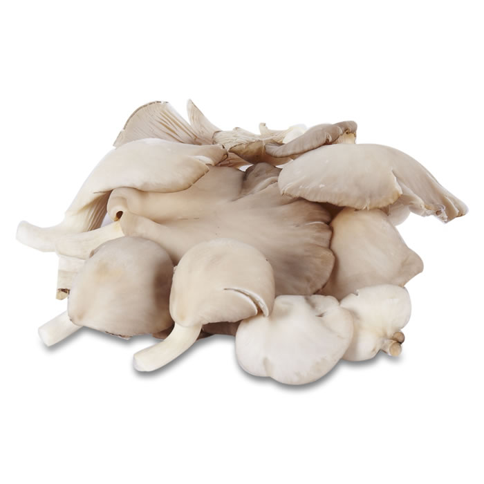  Champignons Pleurote