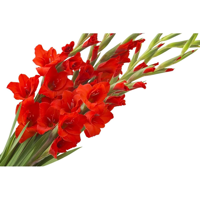 FLEUR Bouquet de glaïeul