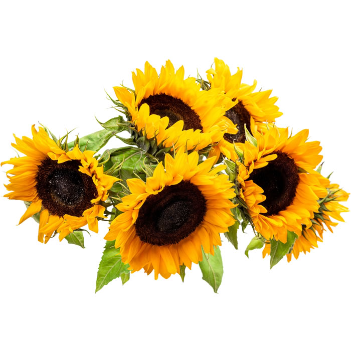 FLEUR Bouquet de tournesols
