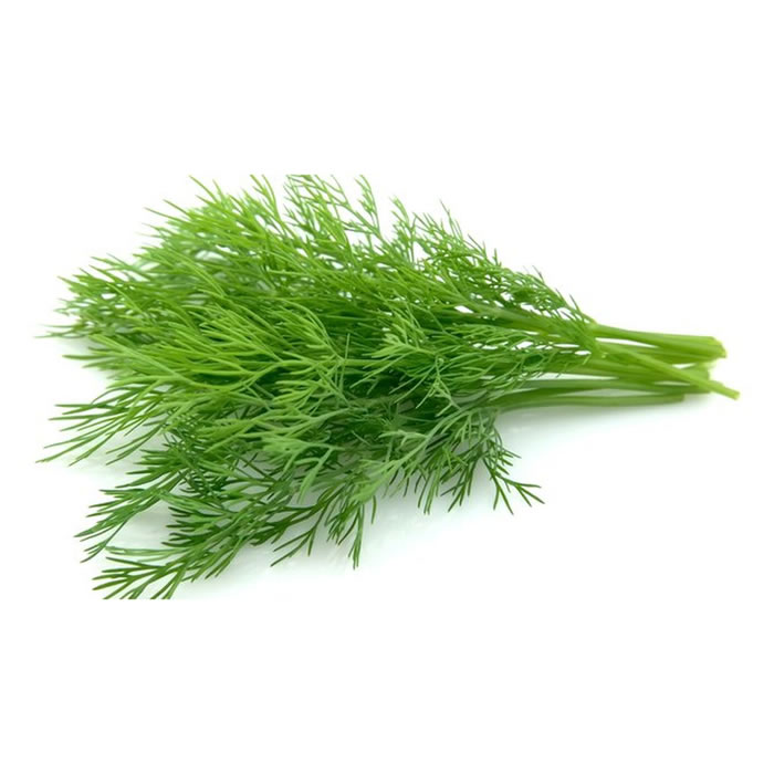 HERBES AROMATIQUES Aneth
