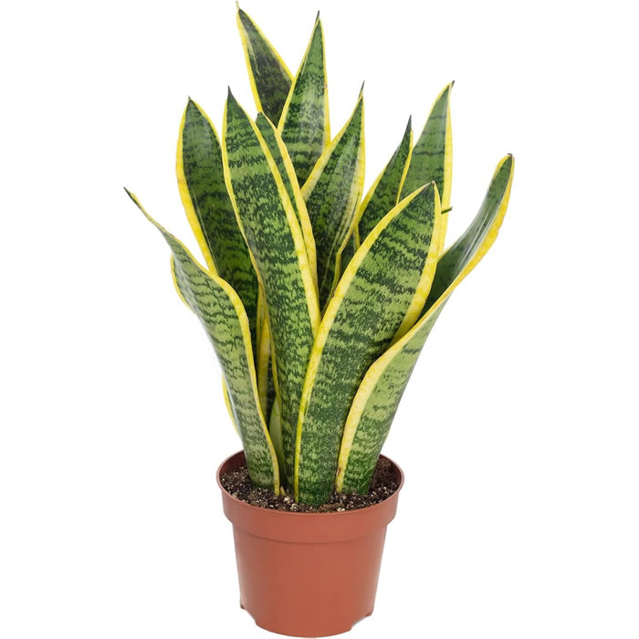 PLANTE Sansevieria