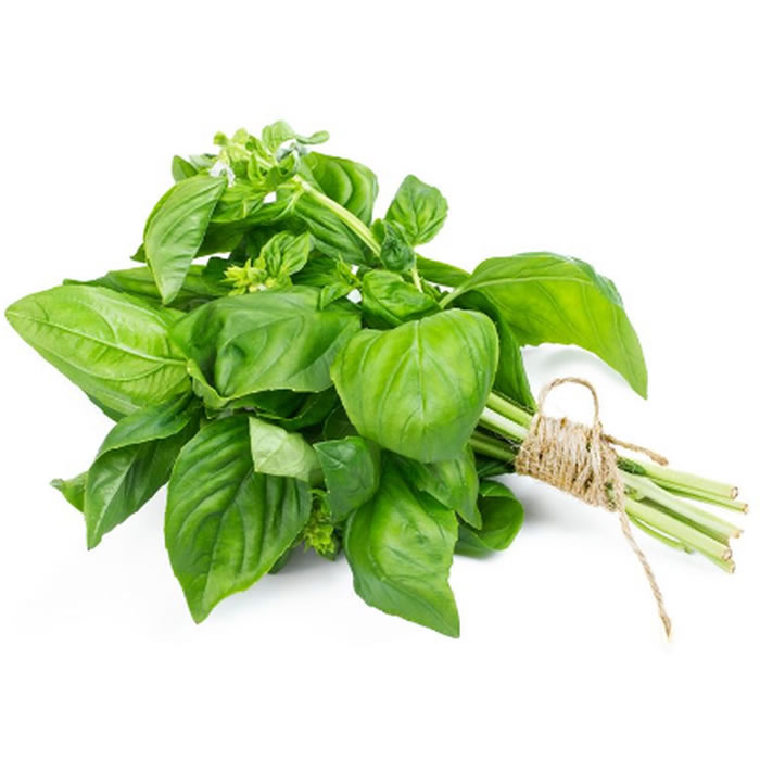 BASILIC Basilic