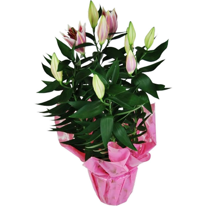 FLEUR Lys oriental rose