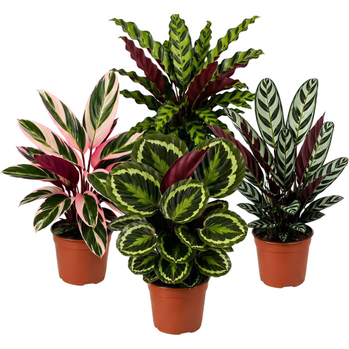 FLEUR Calathea