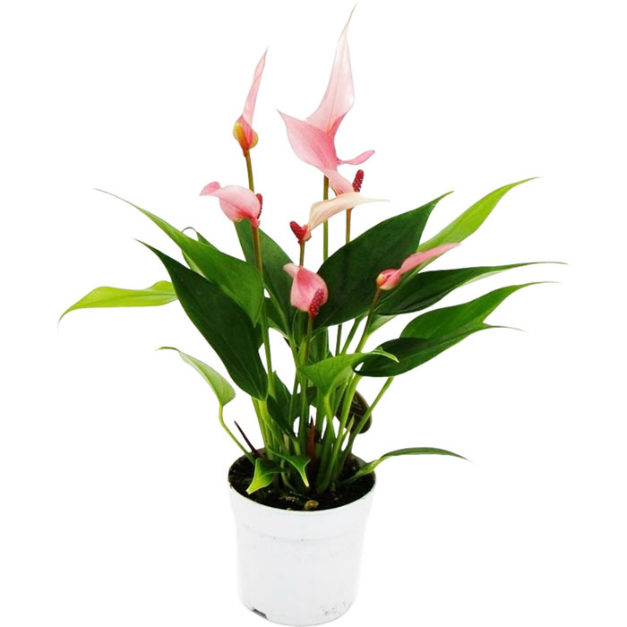 FLEUR Spathiphyllun