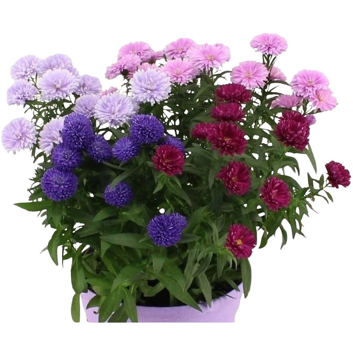 FLEUR Bouquet d'aster en pot