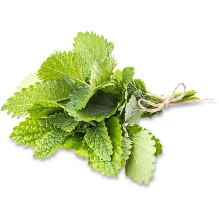 MENTHE Menthe