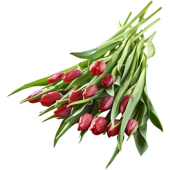 FLEUR Bouquet de tulipes rouges