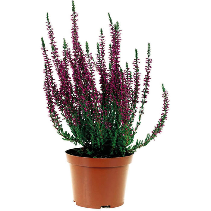 FLEUR : Bruyre
