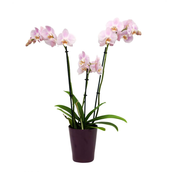 FLEUR Orchidée phalaenopsis en pot