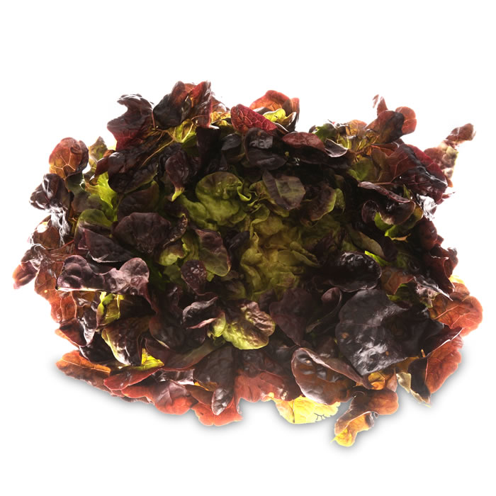 SALADE Salade feuille de chêne rouge
