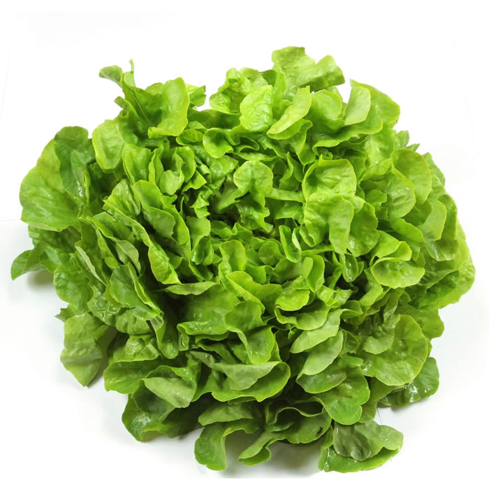 SALADE Salade feuille de chêne bio